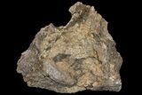 Fossil Triceratops Bone Section - North Dakota #120194-1